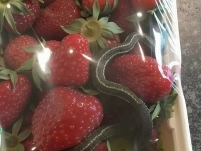 A basket of bright red strawberries, an expected treat – but it held a terrifying discovery