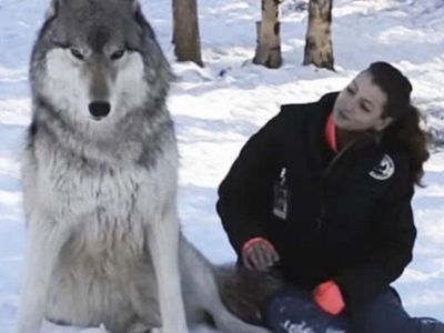 Enormous wolf sits beside a woman in a captivating scene.