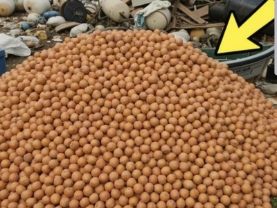 20,000 chicken eggs were removed from stores and dumped at the city landfill, but after three months something unexpected happened