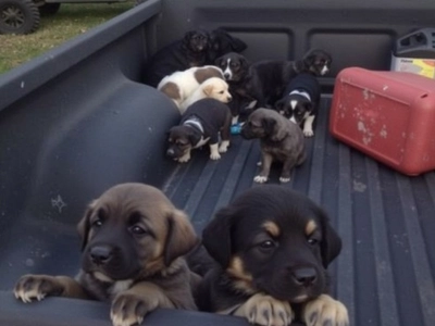 I ended up with a truck full of puppies after stopping for gas in the middle of nowhere