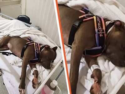 Dog Saves Mother's Life and Refuses to Leave Hospital Bed While Doctors Fought
for Her Life