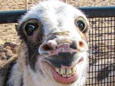 🐑 Funniest Animals 🐼 - Try Not To Laugh 😁 - Funny Domestic And Wild  Animals' Life 2019