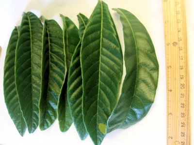Amazon.com : 15 Pieces Grade A Fresh Picked Loquat Leaves : Patio, Lawn &  Garden