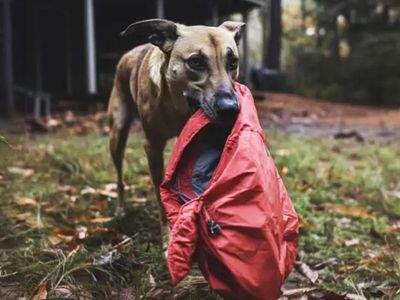 Four Years after My Husband Went Missing, a Dog Brought Me the Jacket He Was
Wearing on the Day He Disappeared