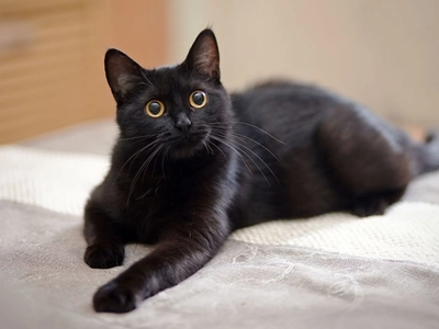 National Black Cat Day: Here are five facts to know about ...