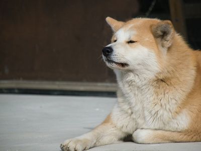 Dog Goes to Closed Store Daily then Leaves, One Evening Poor Boy Notices and
Follows It — Story of the Day