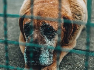 I Adopted the Oldest Shelter Dog, Knowing She Had Only a Month Left – My Goal
Was to Make It Her Happiest