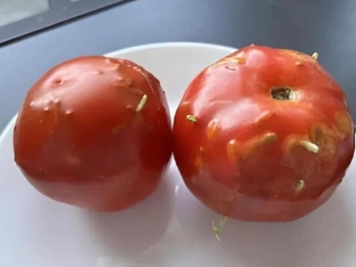 Strange Riddle: Damaged Tomatoes, an Unexpected Discovery in My Kitchen!